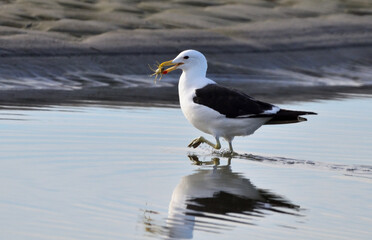 kelp gull feeding at low tide