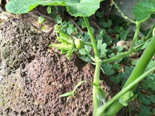 Growing Pumpkin in garden