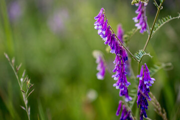 Close-Up of Summer Wildflowers in a Meadow