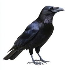 Fototapeta premium Black Raven Bird Profile Isolated on White Background