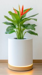 Vibrant orange heliconia flower in a modern white cylindrical planter with a light brown wooden base, illuminated from below against a textured white wall.