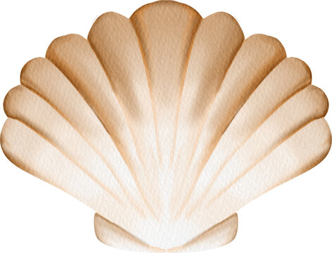 watercolor scallop shell