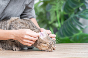 Animal healthcare, Cat health check and cleanliness concept, Women clean cats by wiping their cat's ears and tabby cats sit on the floor, Swab to clean the earwax of cat ears
