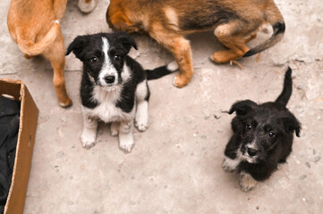 mongrel dogs. mongrel puppies looking at the camera
