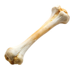Fototapeta premium A bone isolated on transparent background