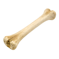 A bone isolated on transparent background