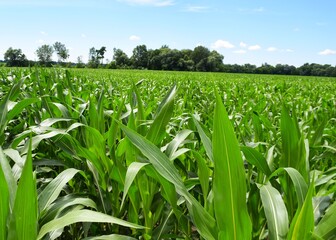 Obraz premium green corn field