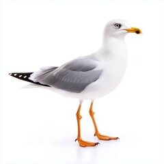 Fototapeta premium Closeup of a Gray and White Seagull on White Background