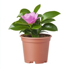 Obraz premium Closeup of a Small Potted Purple Flower with Green Leaves on White Background
