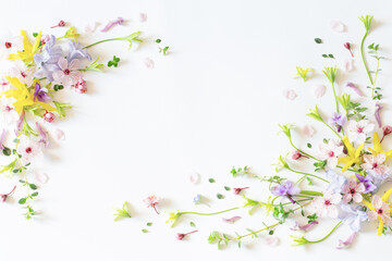 wild spring flowers on white paper background