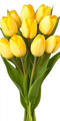 Obraz premium Closeup of a Vibrant Bouquet of Yellow Tulips on White Background