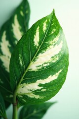 Dramatic leaf markings, deep green & creamy white variegation, leaves, indoor plant, leaf
