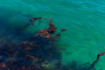 high-angle view of the sea surface and seaweed