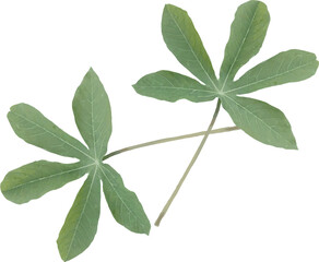 vector image of two green cassava leaves isolated on white