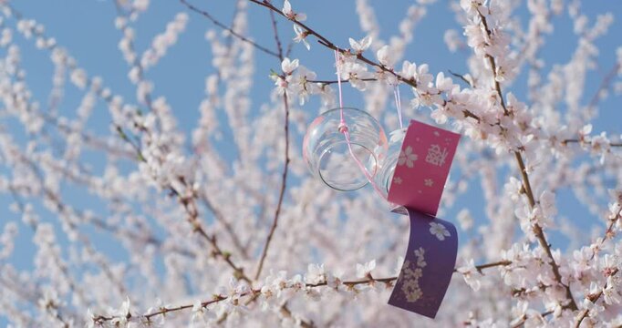 Spring blooming plum blossoms cherry blossoms bees collecting nectar