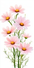 Delicate Pink Cosmos Flowers Bouquet on White Background