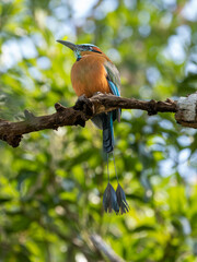 Motmot