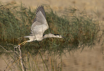 Black-crowned Night Heron takeoff at Buhair lake, Bahrain