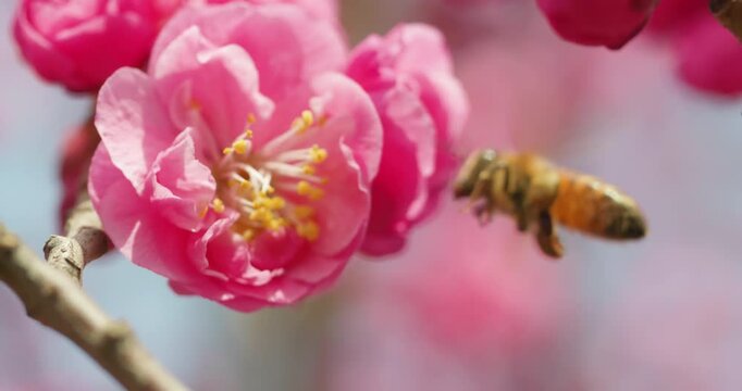 Spring blooming plum blossoms cherry blossoms bees collecting nectar
