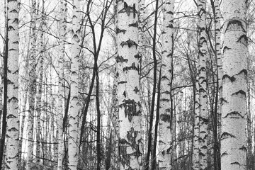 black-and-white photo with white birches