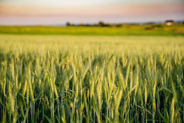 Close-Up of Green Wheat Spikes in a Field