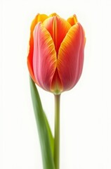 Fototapeta premium 튤립