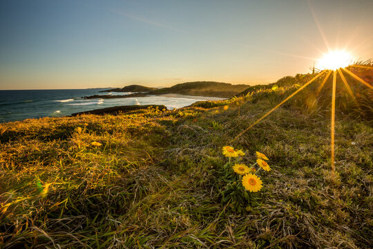 Coastal sunset landscape with everlasting flowers