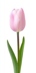 Naklejka premium Light Pink Tulip with Speckled Petals on White Background