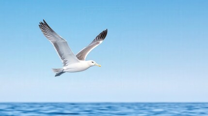 Obraz premium A albatross gracefully soars above the calm ocean waters under a clear blue sky.