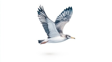 Fototapeta premium A albatross in mid-flight against a white background, showcasing its wings and body in a graceful posture.