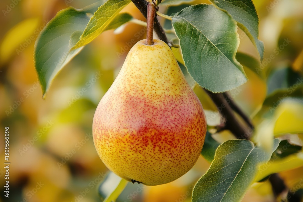 Poster Ripe pear hanging from a tree branch during autumn in a colorful orchard with vibrant leaves