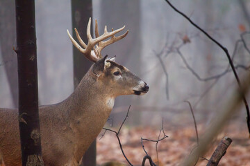 Close-up of alert buck whitetail deer