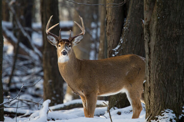 Mature buck whitetail deer in the winter woods.