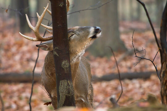 Buck whitetail deer rubbing his antlers on a tree.