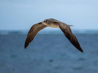 Möwe