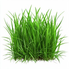 Lush green grass spreading across the ground creating a vibrant natural carpet in a peaceful outdoor setting