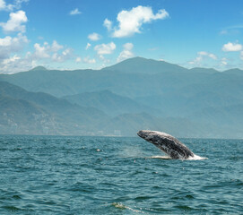 Fototapeta premium First of a series of shots a breaching humpbach wahle calf, Puerto Vallarta, Jalisco, Mexico