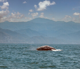 Sixth  of a series of shots a breaching humpbach wahle calf, Puerto Vallarta, Jalisco, Mexico