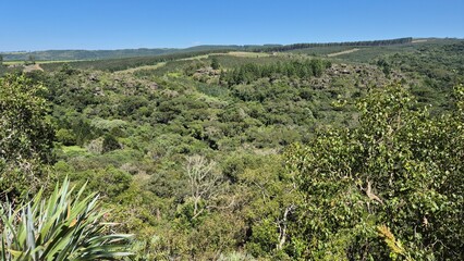 Tropical forest in Brazil