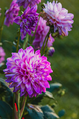 Vibrant purple dahlias bloom in a serene garden during sunset hours © mykhailo