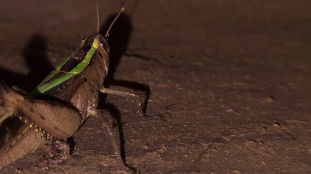 Grasshopper