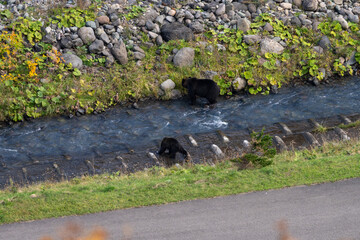北海道　エゾヒグマ　熊　ヒグマ　野生　獣　　