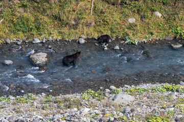北海道　エゾヒグマ　熊　ヒグマ　野生　獣　　