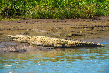 Huge American crocodile (Crocodylus acutus) on the shores of the Tárcoles river, Costa Rica