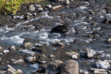 北海道　エゾヒグマ　熊　ヒグマ　野生　獣　　