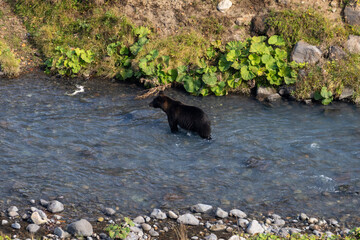 北海道　エゾヒグマ　熊　ヒグマ　野生　獣　　