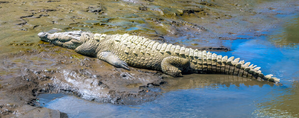 An old American crocodile (Crocodylus acutus) male resting on the shores of  Tárcoles river,, Costa Rica