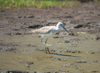 Willet (Tringa semipalmata) pecking the sands of the Tárcoles river shores near Puntarenas, Costa Rica.