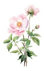 Fototapeta premium PNG Wild Rose petals watercolor delicate.