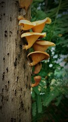 Mushroom on the branch of wood